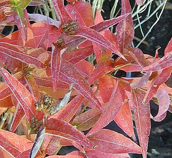 Photo of Diervilla sessilifolia 'Butterfly' foliage by Forestfarm