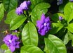 Brunfelsia