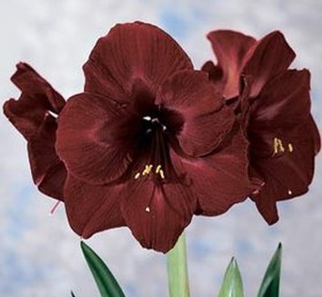 Photo of Hippeastrum 'Black Pearl' flower by Edens Blooms
