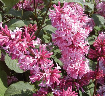 Photo of Syringa 'Miss Canada' flower by Briggs Plant Propagators