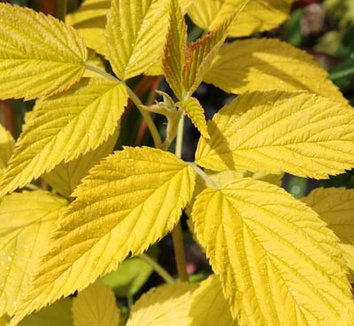 Photo of Golden Raspberry foliage by Cistus Nursery