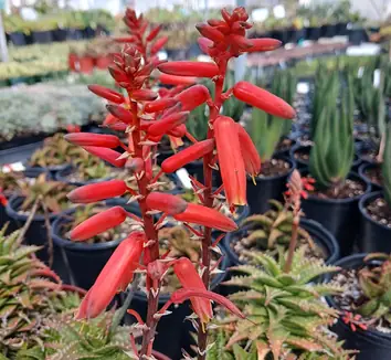 Aloe aculeata | Ngopanie | plant lust