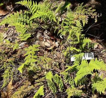 Photo of Cheilanthes lendigera foliage by Stan Shebs