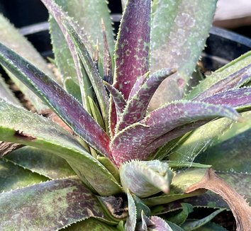 Photo of x Mangave 'Blazing Saddles' PP31274 by Patricia Cunningham
