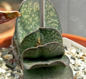 Photo of Gasteria disticha by Stan Shebs