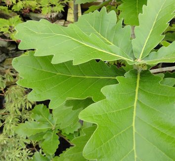 Photo of Quercus dentata 'Carl Ferris Miller' foliage by Danger Garden