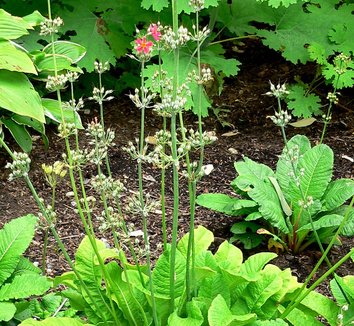 Photo of Primula mollis flower, foliage, form by Stan Shebs