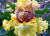 Iris 'Brass Lamp'