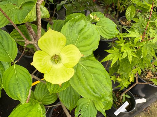 Photo of Cornus Venus® PP16309 flower, foliage by plant lust