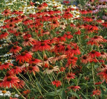 Photo of Echinacea 'Tomato Soup' PP19427 flower by Terra Nova Nurseries, Inc.