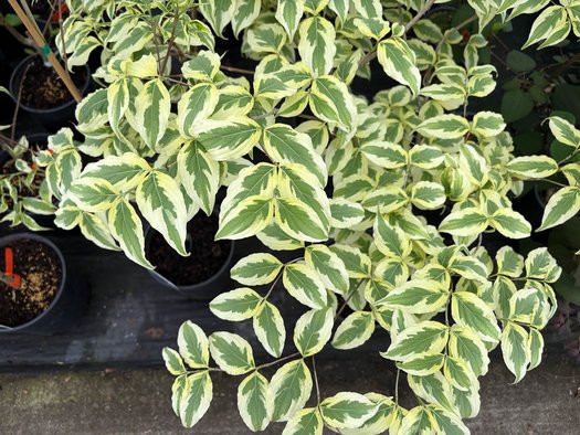Photo of Cornus kousa 'Summer Fun' flower, foliage by plant lust