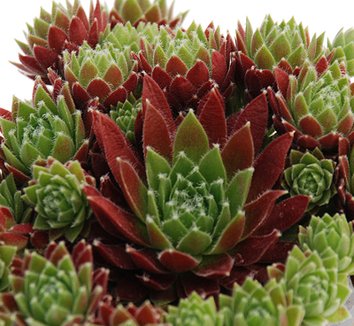 Sempervivum from multiple nurseries on Plant Lust