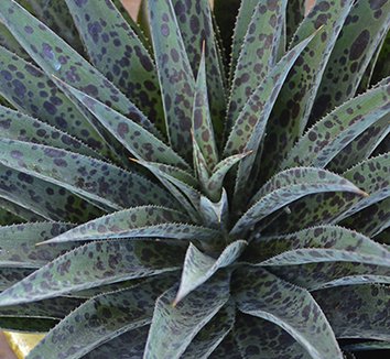 Photo of x Mangave 'Pineapple Express' PP28613 form by Phoenix Perennials and Specialty Plants Ltd.