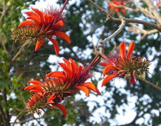 Photo of Erythrina lysistemon flower by gailhampshire