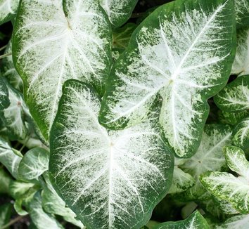 Photo of Caladium 'Aaron' foliage by Leafari