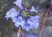 Wulfenia