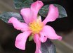 Camellia sasanqua 'Hugh Evans'