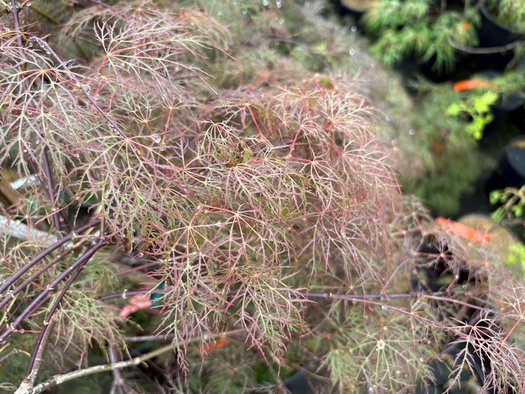 Photo of Acer palmatum 'Red Filigree Lace' foliage by plant lust