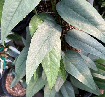 Photo of Epipremnum pinnatum 'Cebu Blue' foliage by Little Prince of Oregon
