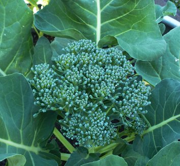 Photo of Apollo Broccoli by Annie's Annuals & Perennials