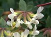 Acmispon