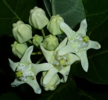 Calotropis gigantea [white flowered] | Asclepias gigantea | Calotropis ...