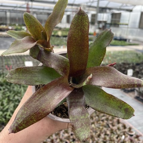 Neoregelia 'Red Waif' | | plant lust