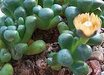 Aloinopsis