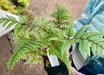 Athyrium