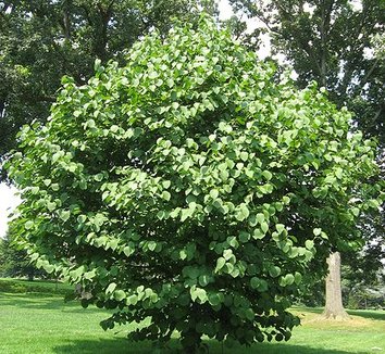 Photo of Styrax obassia form by Chhe