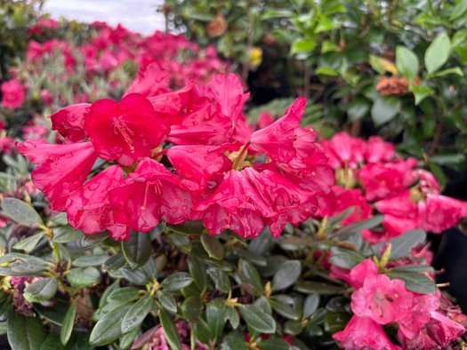 Photo of Rhododendron 'Carmen' x degronianum ssp. yakushimanum flower by plant lust