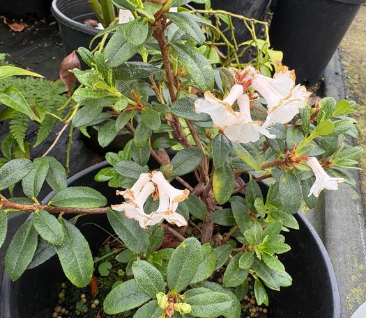 Photo of Rhododendron sargentianum flower by plant lust