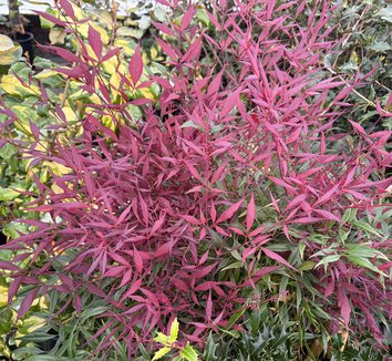 Photo of Nandina domestica 'Burgundy Wine' foliage by plant lust