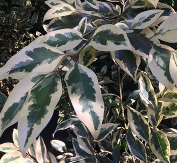 Photo of Ligustrum lucidum 'Tricolor' foliage by plant lust