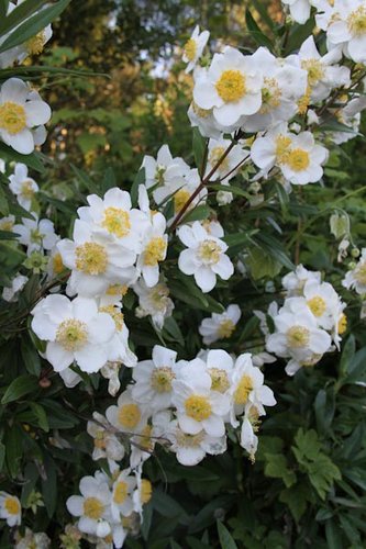 Carpenteria californica ‘Elizabeth’ | Bush Anemone | California Anemone