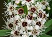 Kunzea