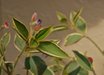 Tibouchina