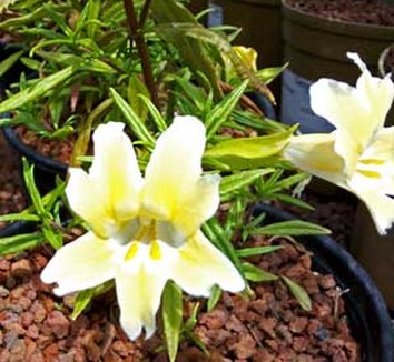Photo of Mimulus 'Eleanor' flower by Cactus Jungle