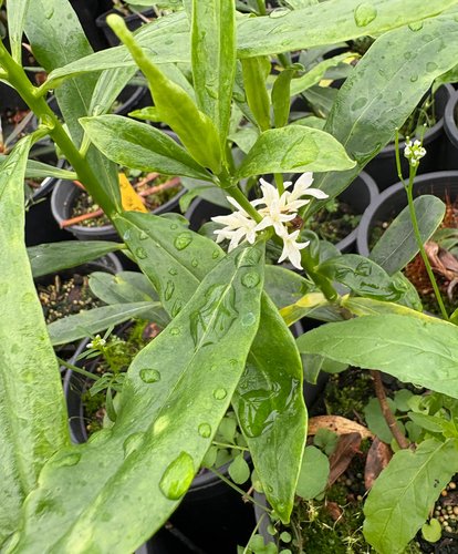 Photo of Daphne odora 'Alba' flower, foliage by plant lust