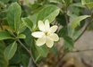 Gardenia