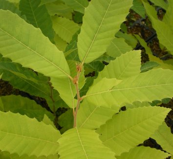 Photo of Castanea seguinii by Heritage Seedlings