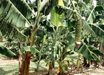Musa