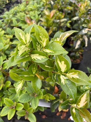 Photo of Camellia japonica 'Variegata' foliage by plant lust