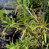 Spider Azalea Spider Azalea | Rhododendron macrosepalum 'Linearifolium ...