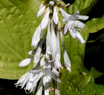 Photo of Hosta 'Royal Standard' buds, flower by Stan Shebs