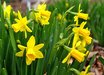 Narcissus