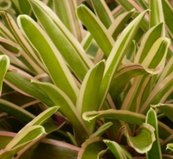 Photo of Neoregelia 'Eoz' foliage by Almost Eden