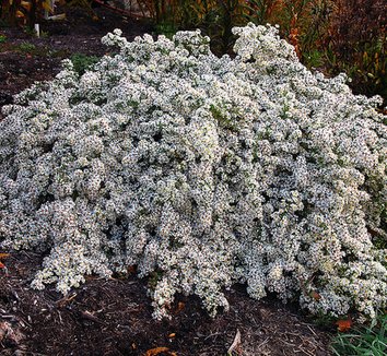 Photo of Symphyotrichum 'Bridal Veil' PP23966 flower by Chicagoland Grows® Plant Introduction Program