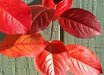 Aronia