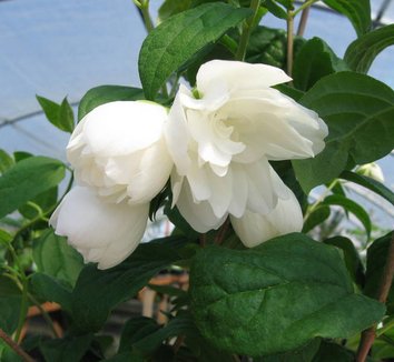 Photo of Philadelphus 'Snow Dwarf' flower by Far Reaches Farm